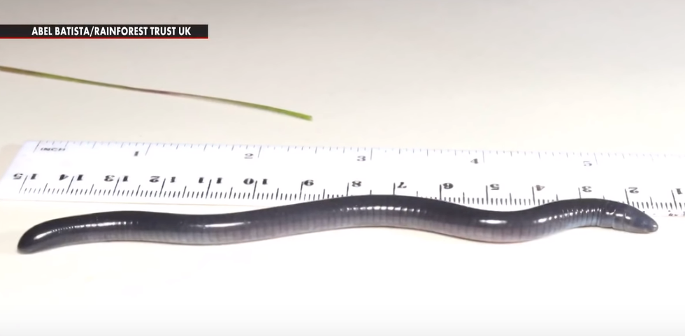 This Poor Undeserving Worm