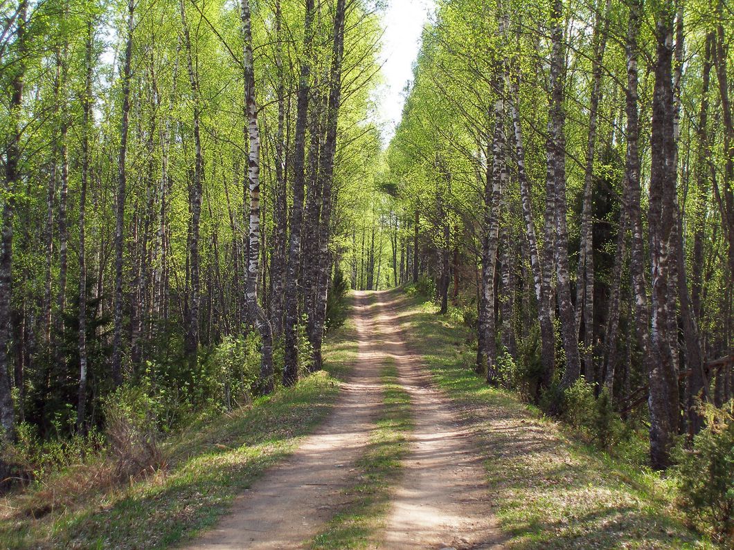 trail in the woods