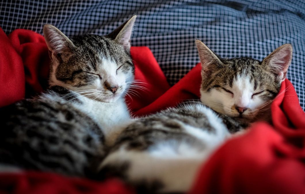 ttps://www.pexels.com/photo/relaxation-relax-cats-cat-96428/