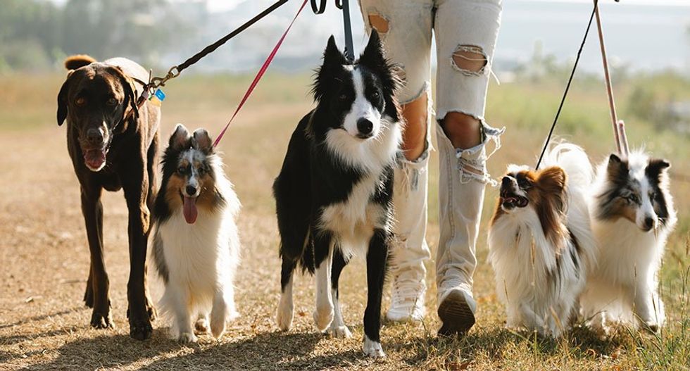 What type of Dog do you want?