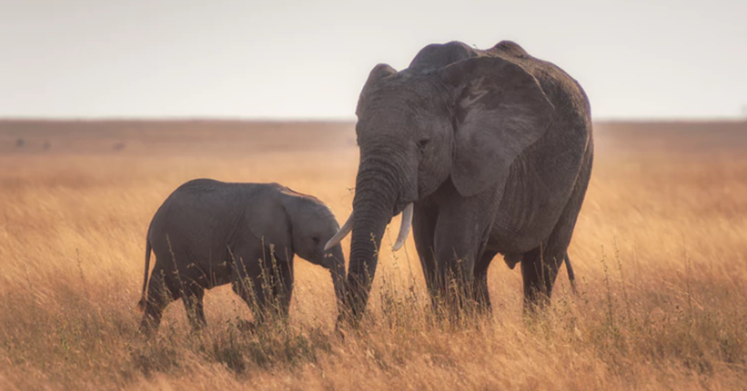 Unsplash- elephants