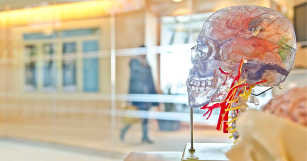 Unsplash- transparent skull model