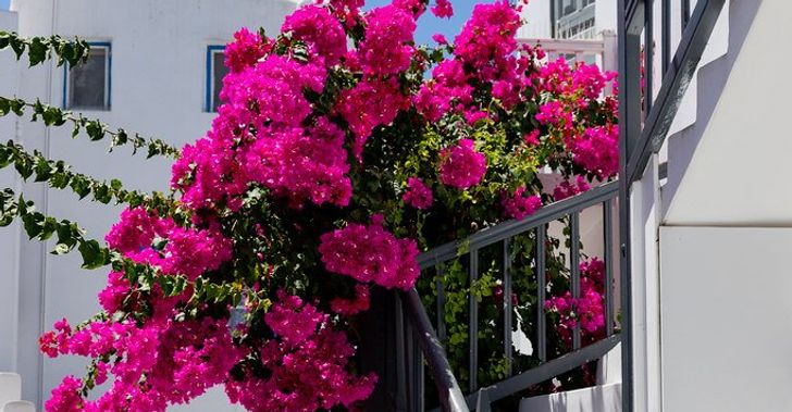 Vibrant pink flowers in the streets of Greece