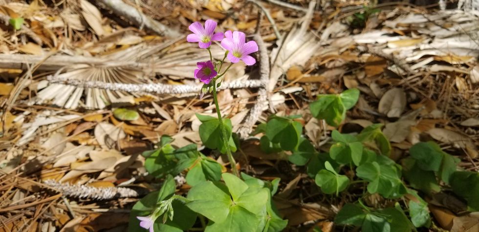 violet wood sorrel