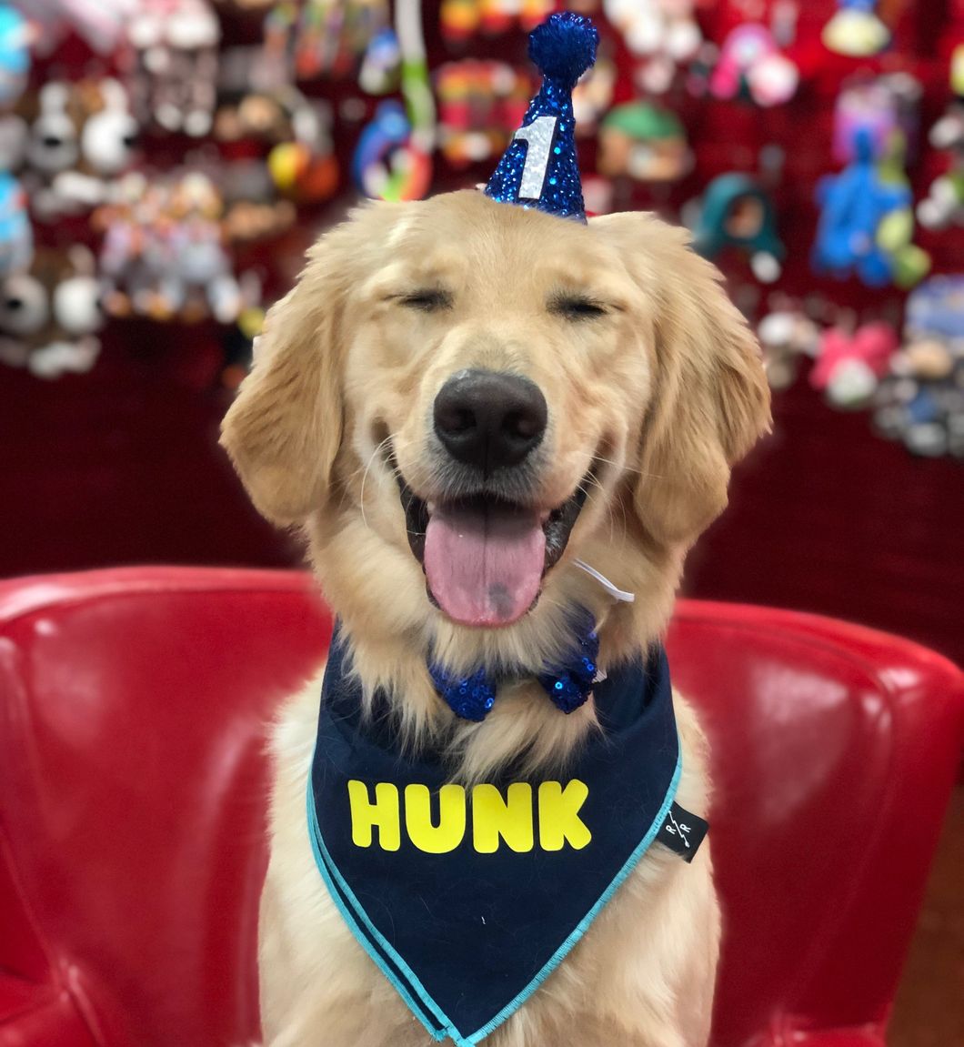 10 Reasons It's Scientifically Proven That Golden Retrievers Make The Best Companions