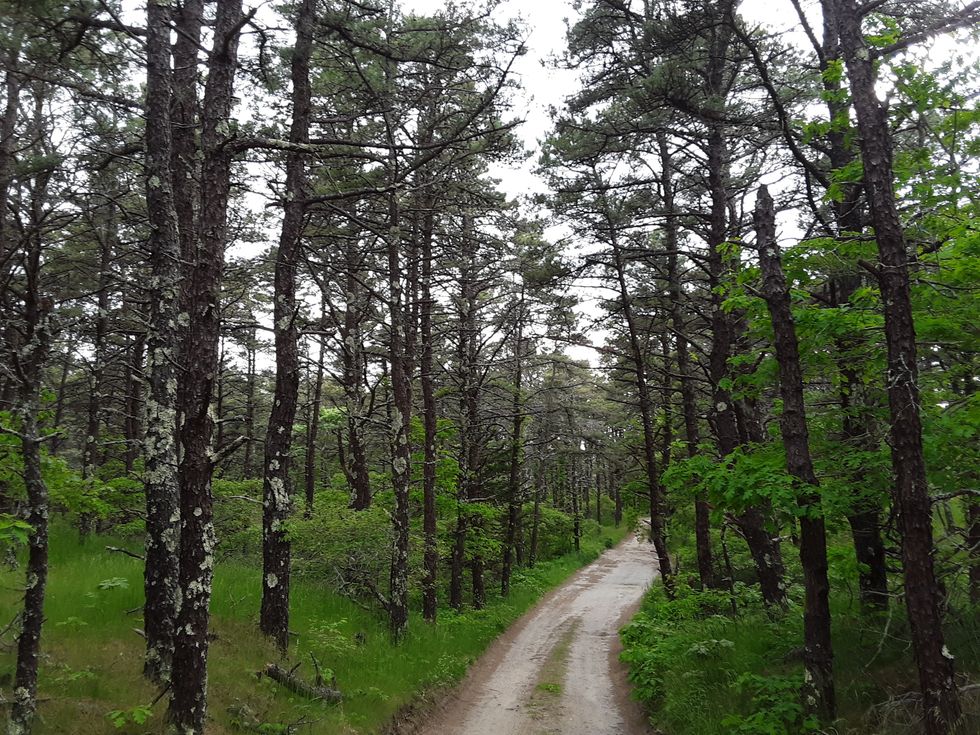 Silence In The Woods, Part Two