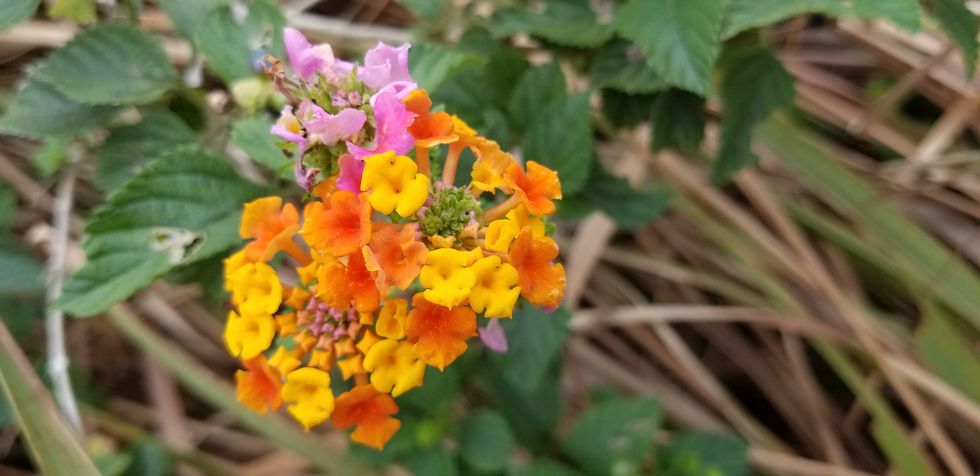 west indian lantana