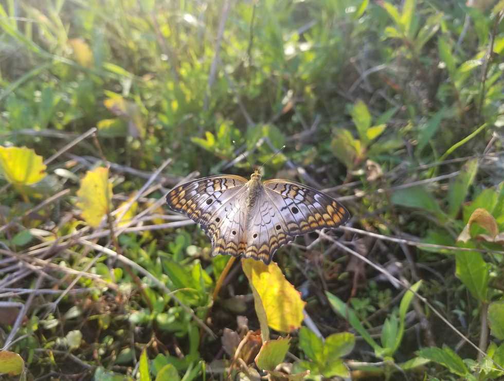 White Peacock Butterfly