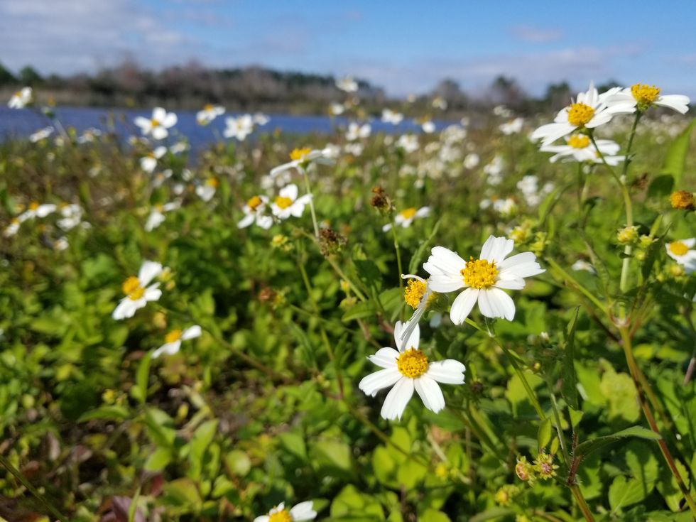Wild Daisies