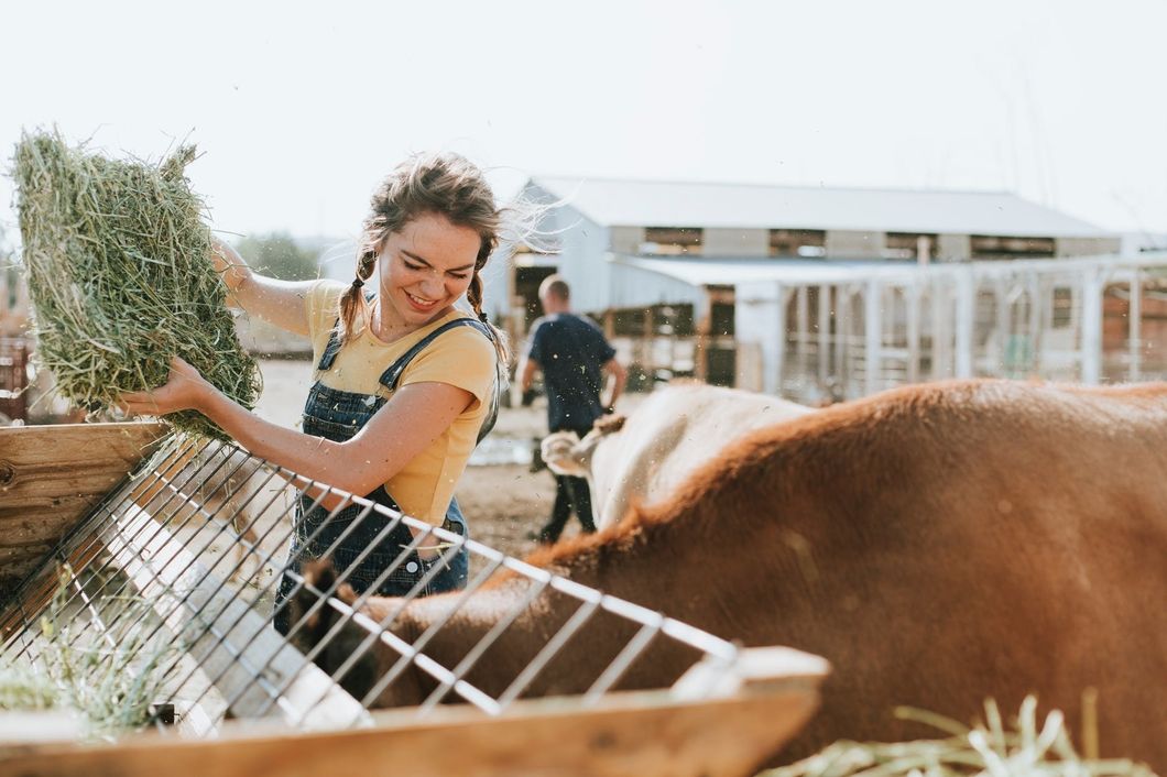 woman on farm feeding grass to cow