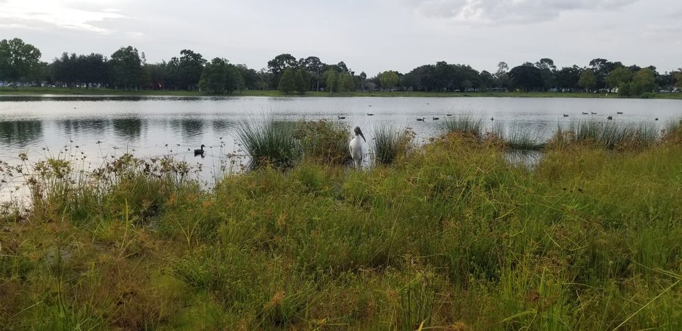Wood Stork Standing in Grasses