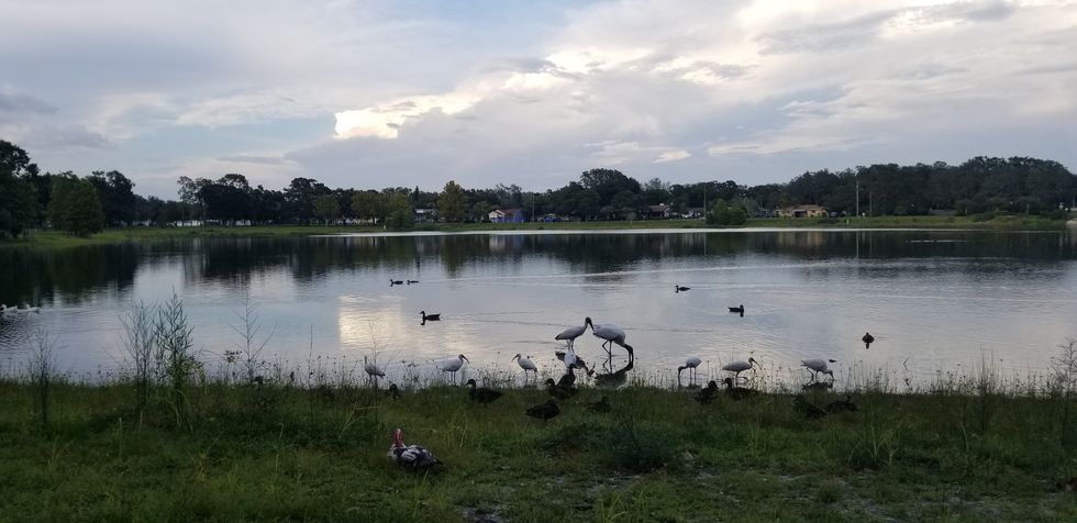 Wood Storks Foraging