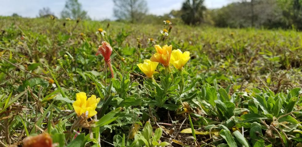 yellow-orange flowers on a hill